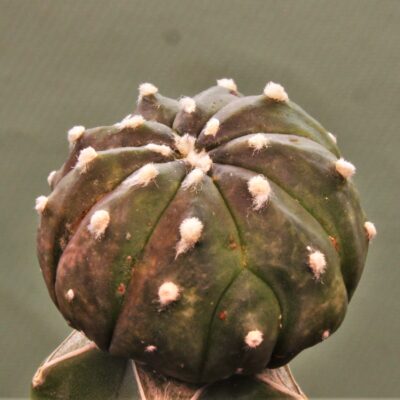 Astrophytum-asterias-v.-nudum-f.violet-R2