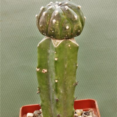 astrophytum-asterias-v.-nudum-f.violet-r2.-kubik-6h6sm.-220grn