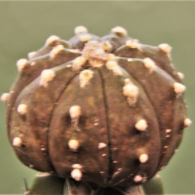 Astrophytum-asterias-v.-nudum-f.violet-R3