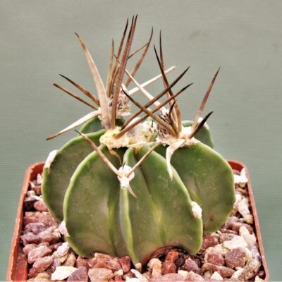 Astrophytum-capricorne-Buffalo