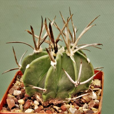 Astrophytum-capricorne-sv.Buffalo