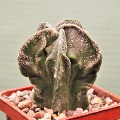Astrophytum-myriostigma-cv.-Fukuryu-P2
