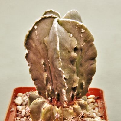 Astrophytum-myriostigma-cv.-Fukuryu-P3