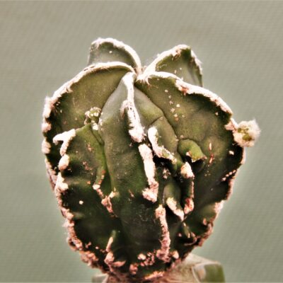 Astrophytum-myriostigma-cv.-Hakujo-Fukuryu-P1.