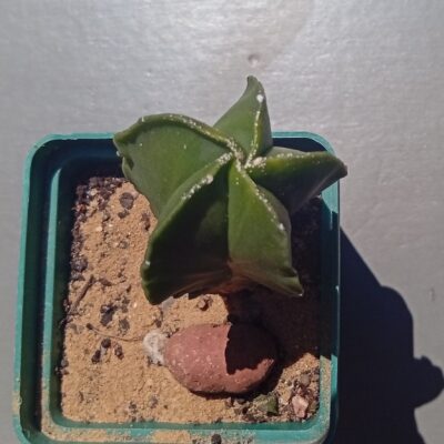 Astrophytum myriostigma f nudum
