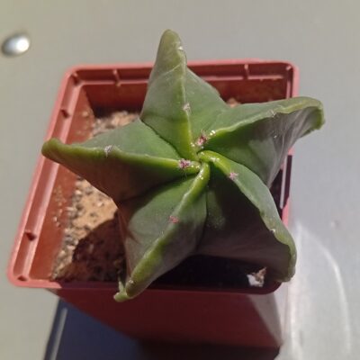 Astrophytum myriostigma f nudum