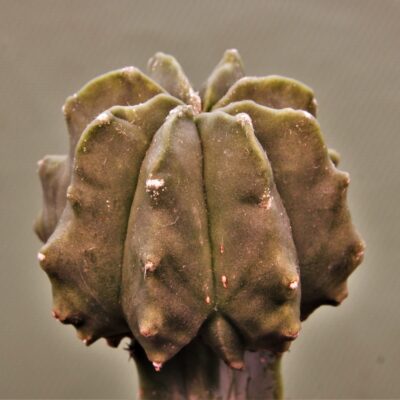 Astrophytum-myriostigma-Kikko-1