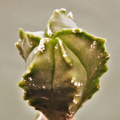 Astrophytum-myriostigma-Kikko-2