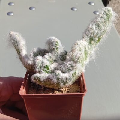 Austrocylindropuntia vestita f cristata (1)