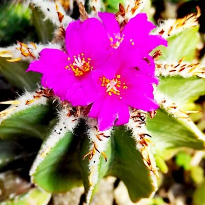 Aztekium hintonii - НАСІННЯ