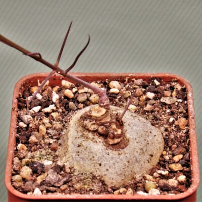 Ceropegia-acicularis.