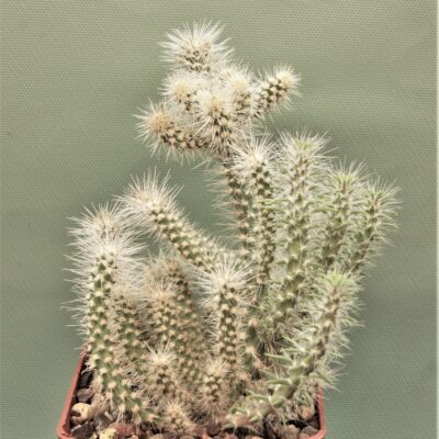 Cilindropuntia-abusii-1