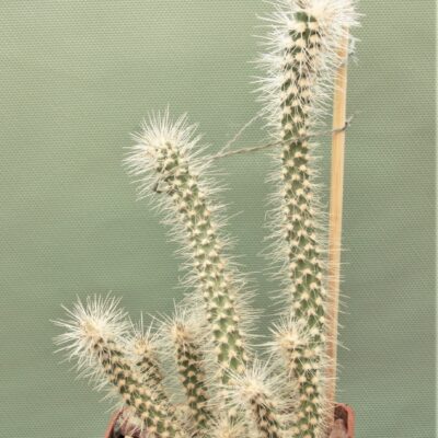 Cilindropuntia-abusii-2