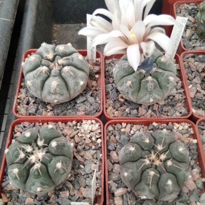Gymnocalycium prochazkianum -cube-6cm-