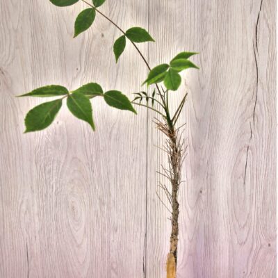 Commiphora-longipedicelata-PV-2704. Kenia.
