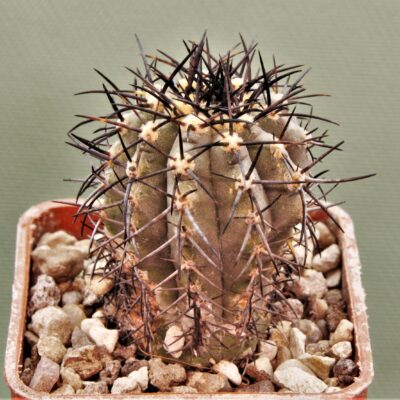 Copiapoa-calderana-PV2136-2