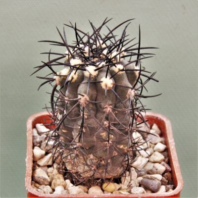 Copiapoa-calderana-PV2136-3