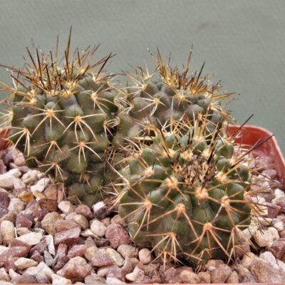 Copiapoa-calderana-v.spinosior-PV-2206.
