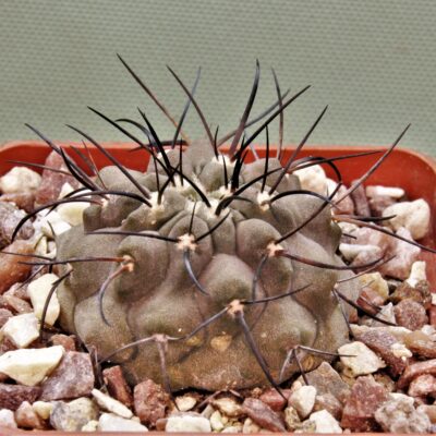 Copiapoa-dealbata-PV-2246-2