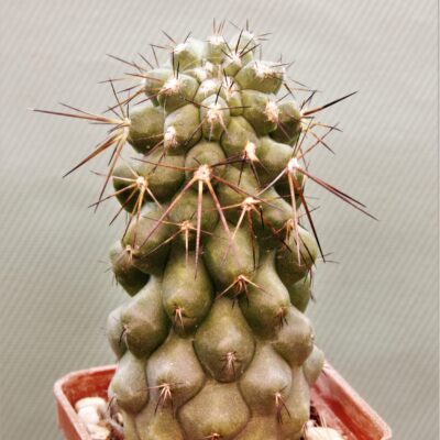 Copiapoa-grandiflora-1