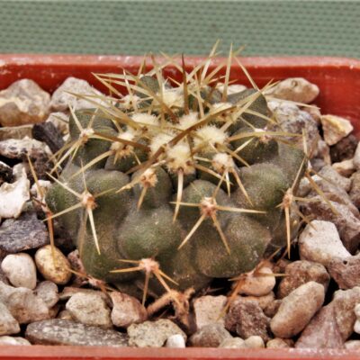 Copiapoa-haseltoniana-JO-1706-2.