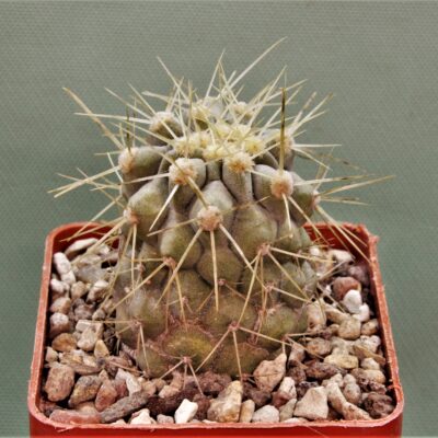 Copiapoa-haseltoniana-PV2417-2