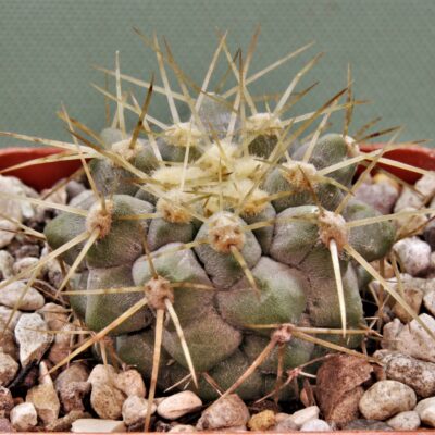 Copiapoa-haseltoniana-PV2417-3.