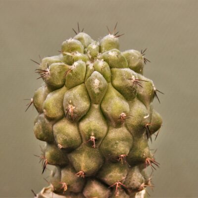 Copiapoa-malletiana-1