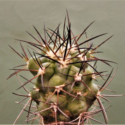 Copiapoa-montana-1