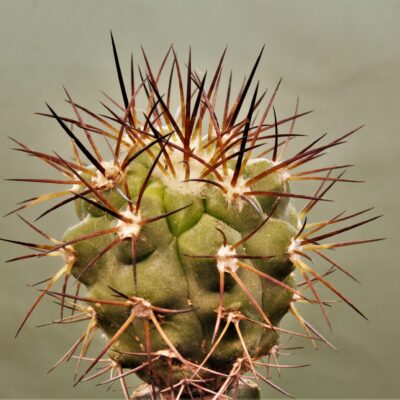 Copiapoa-montana-2