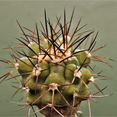 Copiapoa-montana-3