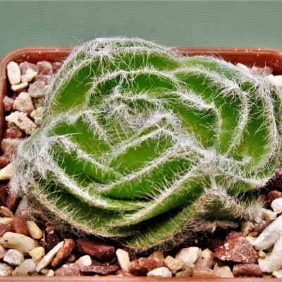 Crassula-barbara-2