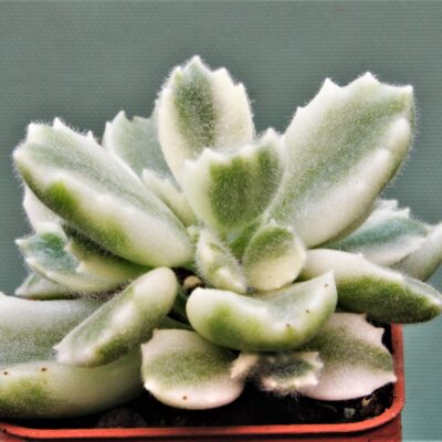 Crassula-ladysmithiensis-Variegata-1