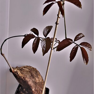 Cyphostemma-pachypus-Red-Leaf