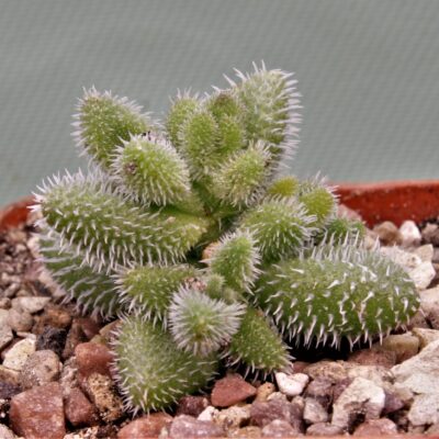 Delosperma-echiatum