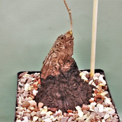 Dioscorea-aff. rupicola