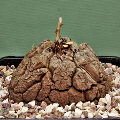 Dioscorea-elephantipes-2