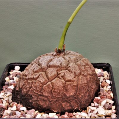 Dioscorea-elephantipes-3