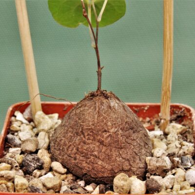 Dioscorea-elephantipes-D11