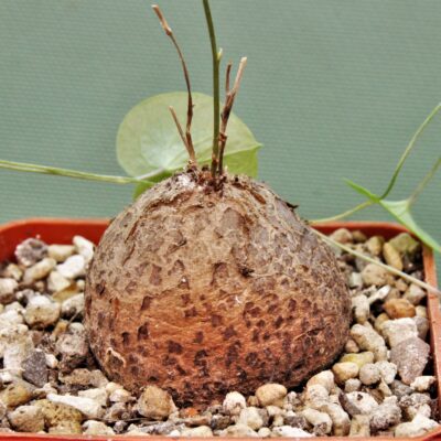 Dioscorea-elephantipes-D6.