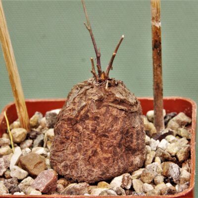 Dioscorea-elephantipes-D9