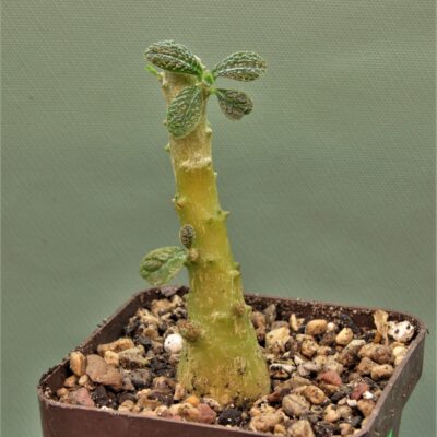 Dorstenia-gigas-Socotra-2