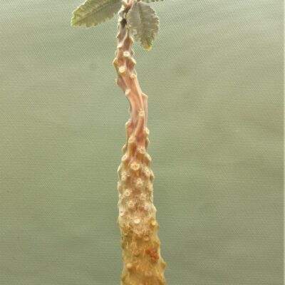 Dorstenia-lavrani-1