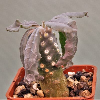 Dorstenia-lavrani-1m
