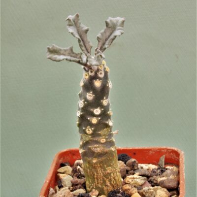 Dorstenia-lavrani-2m