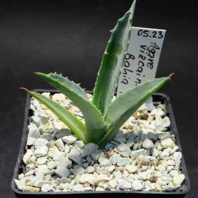 Agave vizcainoensis, Bahia Tortugas, BCS