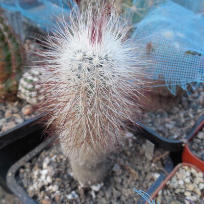 Echinocereus  canus (russanthus - v. neocapillus) - Solitario, Tx.  - MG -