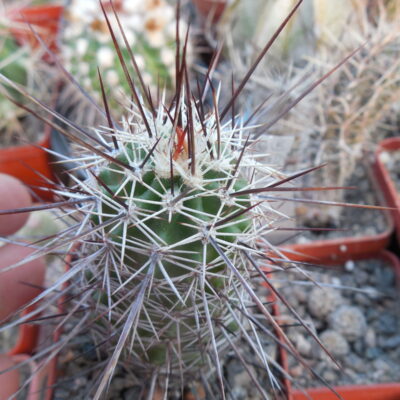 Echinocereus engelmanii - v. variegatus SB 481 (18) - Houserock Valley, red spines - (to - 23*C) MG -