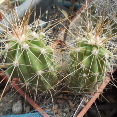 Echinocereus enneacanthus SB 700 - Cuchillo, Coah.  - massive spines - MG -