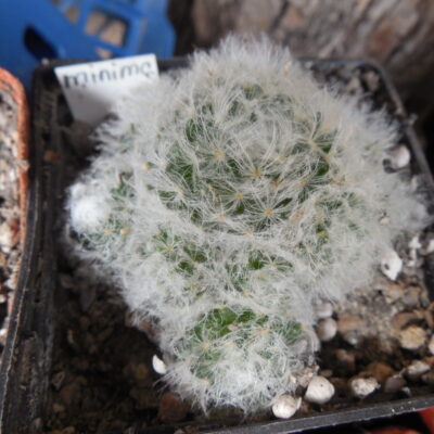 Mammillaria plumosa - f.monstruosa